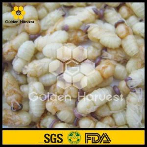 Drone Pupa, Drupa Drone fraîche