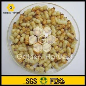 Pupa drone yophilisé